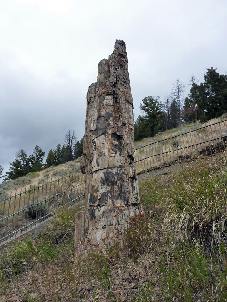 Yellowstone Tower Roosevelt (39).JPG